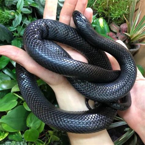 black mexican snake|king snake size chart.